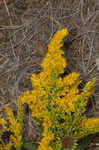 Canada goldenrod